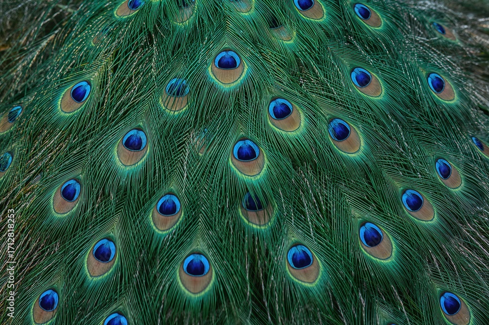 Obraz premium Close-up of the back feathers on a male peacockâ€™s tail in a wildlife sanctuary