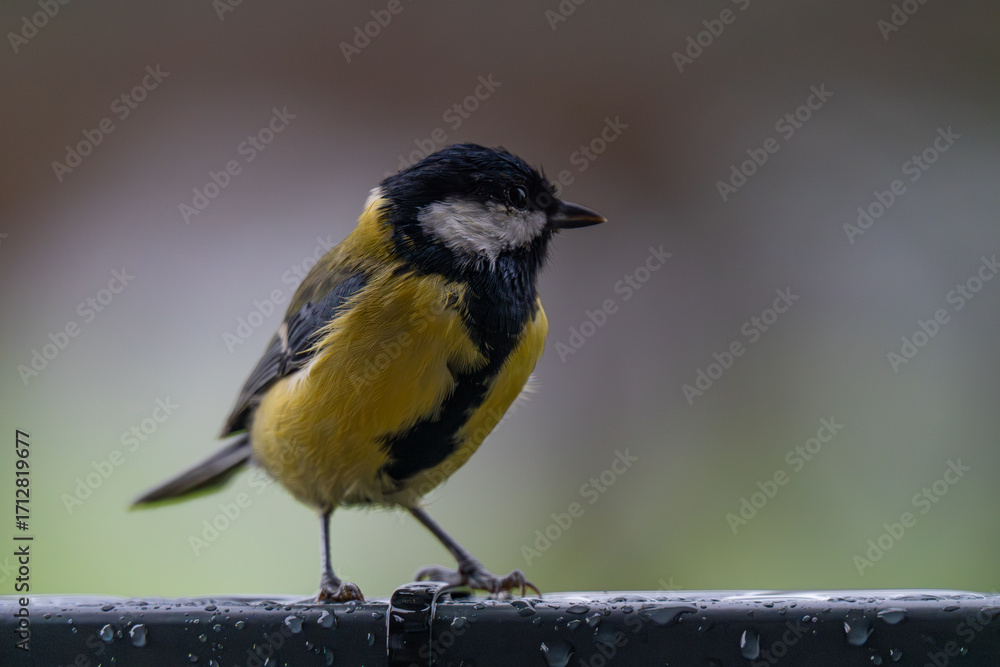 Fototapeta premium Contemplative Great Tit Perched in the Rain
