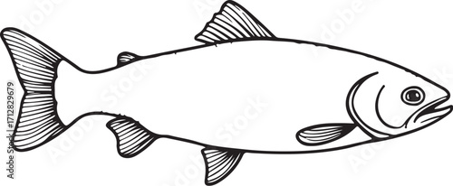 Salmon Fish Omega-3 Hand-drawn Sketch Vector Illustration, Black and White Doodle Linear Line Art Engraving Isolated