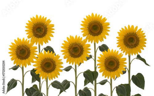 Group of seven yellow sunflowers on white background Transparent background