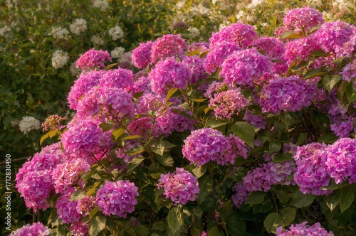 Vibrant pink hydrangea shrub blossoming abundantly