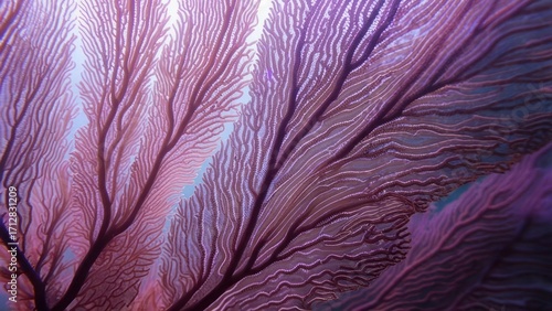 Underwater coral detail