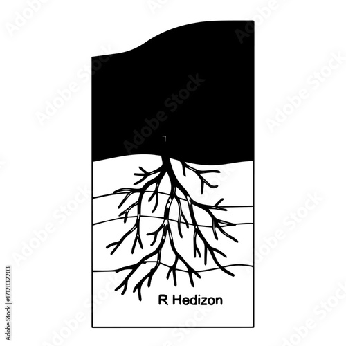 Black and White Illustration of Tree Roots Growing Underground Detailed.