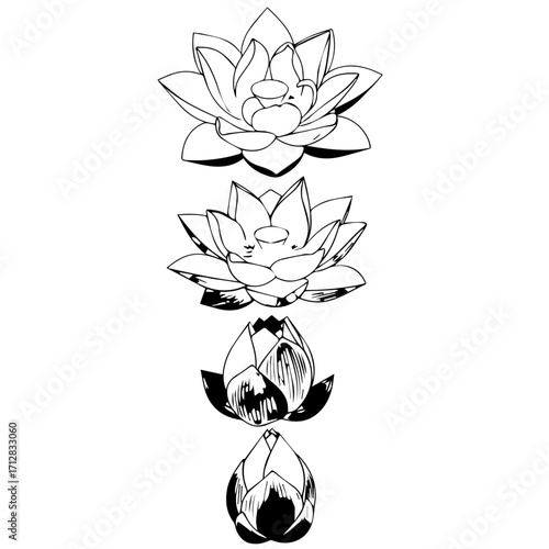 Black and white line art of a lotus flower blooming sequence showing four vertical stages from closed bud to open blossom.
