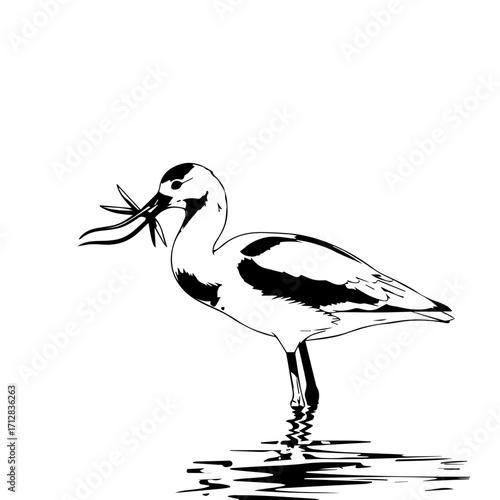Minimalist black and white ink drawing of an American Avocet wading with a shrimp in its beak.