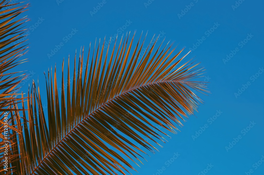 Obraz premium Sunlight illuminating palm fronds against a blue backdrop