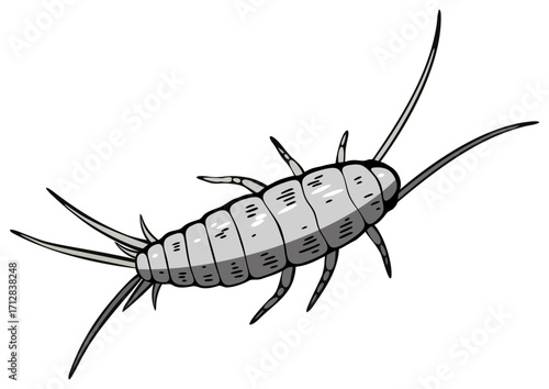 Silverfish insect. Household allergen, eater of dust mites. Educational artwork for entomology nature and science concept.