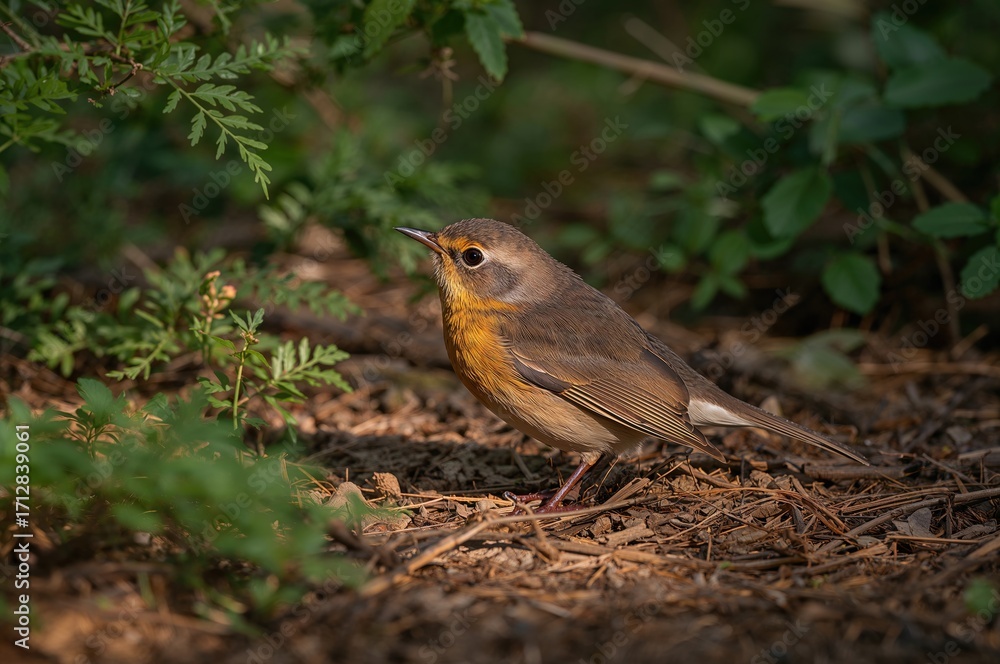 Fototapeta premium Endemic forest bird Petroica australis resting on the forest floor