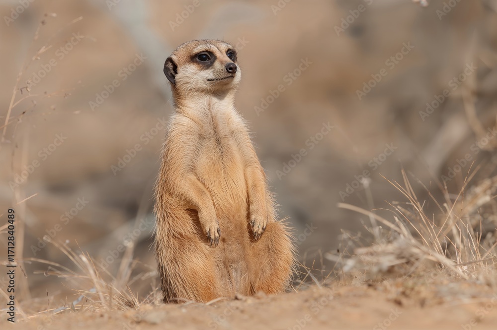 Fototapeta premium Photo of a Meerkat Perched and Alert