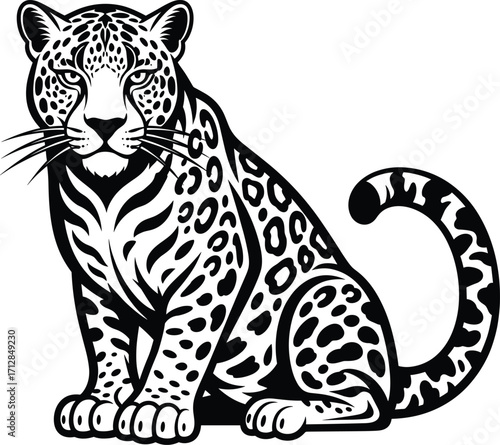 Leopard sitting illustration, detailed wild big cat, exotic jungle predator, black and white wildlife vector illustration