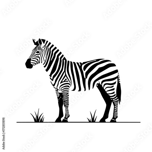 Striking Black and White Zebra Standing Gracefully with Distinctive Striped Pattern.