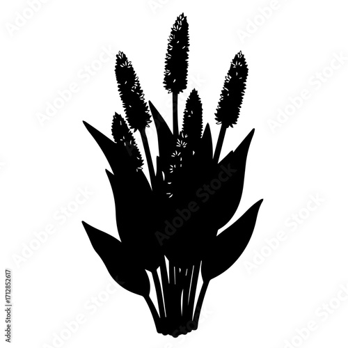 Silhouette of Plantain Plant with Spikes and Broad Pointed Leaves.