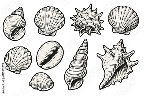 Detailed vector illustration of various seashells collection, coastal marine shells, hand-drawn black and white line art, ocean wildlife, shell shapes set, beach decor