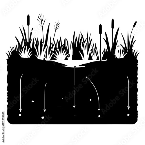 Silhouette of Wetland Plants with Underground Roots and Water Flow Arrows.