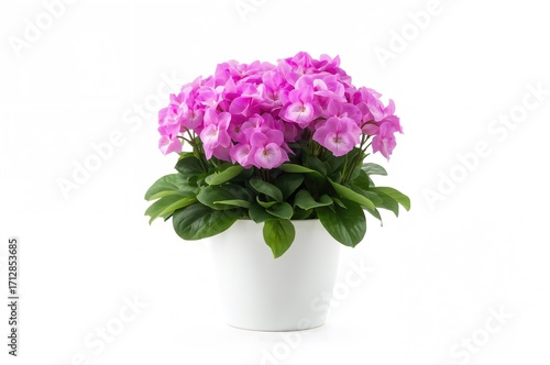 Wallpaper Mural White container holding a vibrant pink-flowered African Violet against a plain white backdrop Torontodigital.ca