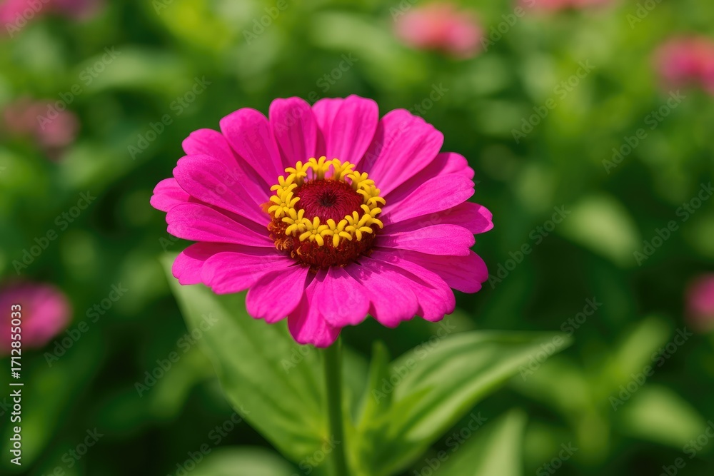 Obraz premium The captivating beauty of Zinia Anggun highlighted by pink-magenta shades