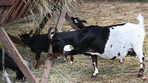 A spotted goat eating hay from a wooden feeder on a farm. Other goats are visible in the background. Agriculture, livestock, farming life.