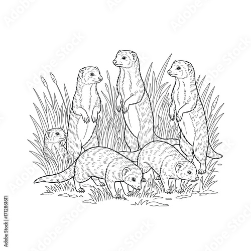 Charming Meerkat Family Line Art: Detailed Illustration for Coloring Books and Educational Resources about African Wildlife, Habitats, and Family Structures