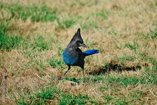 Lovely Steller's Jay in beautiful blue and black