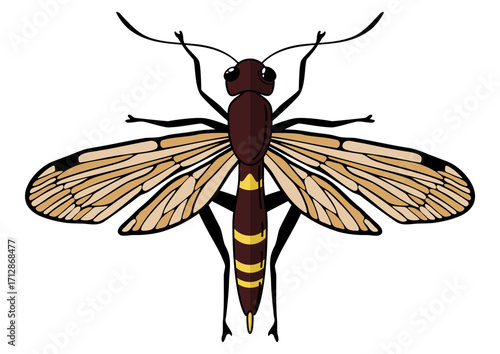 Illustration of a grain sawfly. Detailed depiction of an insect pest. Entomology and pest control concept for agriculture.