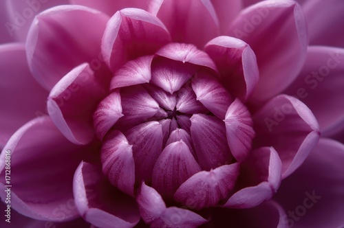 Close-up view of a Malva sylvestris bloom ideal for artistic backgrounds and wallpaper use