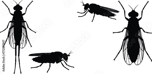 Action of Insect Vector Composition, Black Silhouettes, Digital Art, Isolated on White Background, High-Resolution Viewpoint with Conceptual Elements