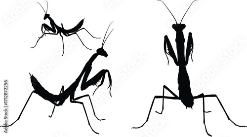 Dynamic Insect Vector Illustrations Showcase, Various Species, Nature Environment, High-Resolution Graphics, Abstract Viewpoint, Intriguing Concepts