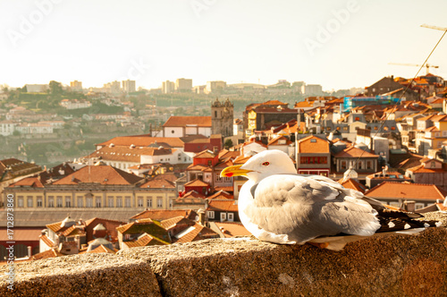 Gaivota