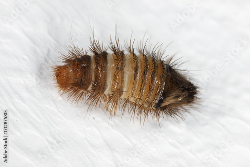 Larva of varied carpet beetle (Anthrenus verbasci) on the wall in the apartment.