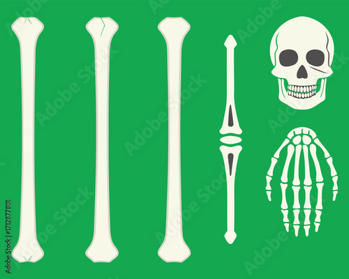 Cartoon Illustration of Human Bones Including Skull, Hand, Leg Bone on Green