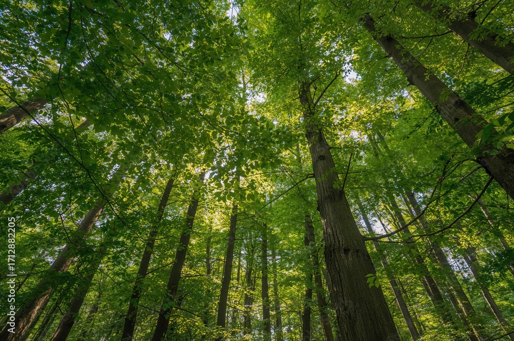 Obraz premium Overhead foliage coverage