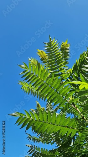 Wallpaper Mural Sunny day beyond palm leaves and natural background Torontodigital.ca