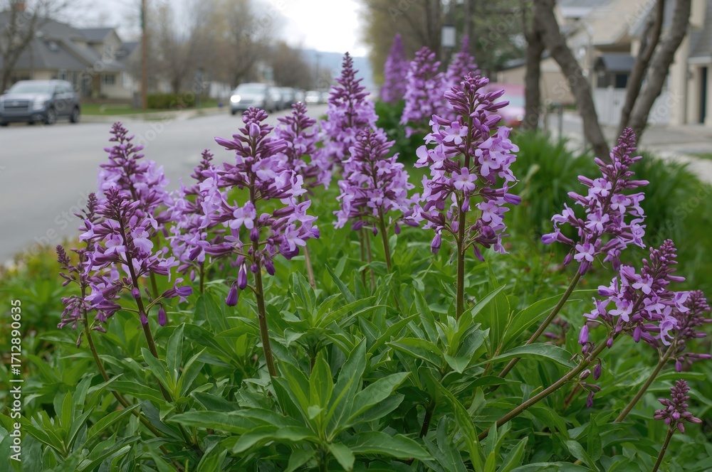 Obraz premium Wild phlox flowers (Hesperis matronalis) blooming beside a suburban road in early summer morning light