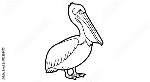 Black and white outline drawing of a pelican.