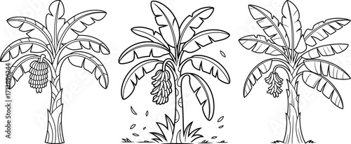 Banana Tree Illustration Set, Tropical Fruit Plant Drawing.