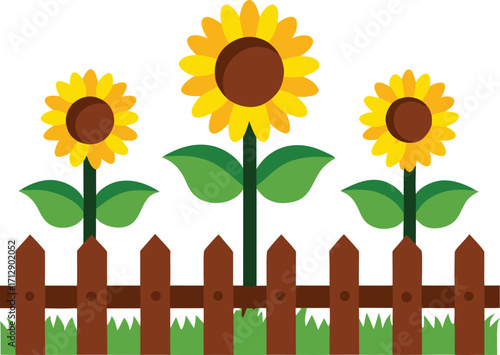 Three bright sunflowers growing behind a wooden fence in a garden setting on white background