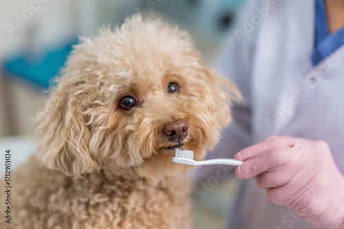 Wallpaper Mural A fluffy poodle sits calmly while a veterinarian brushes its teeth at a veterinary clinic. This routine dental check-up helps ensure the dogs oral health and hygiene Torontodigital.ca