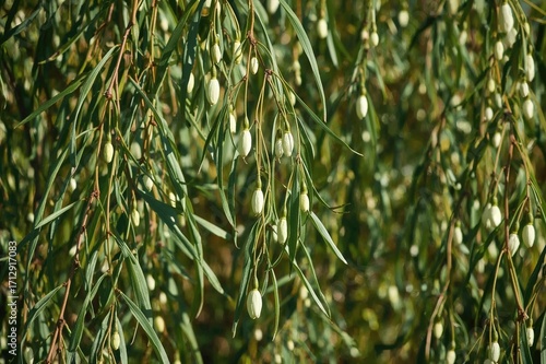 Wallpaper Mural Early spring blossom on a willow branch in a natural setting Torontodigital.ca