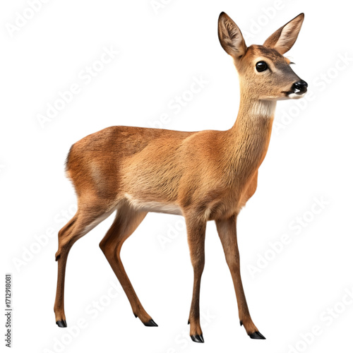 Elegant slender roe deer stands gracefully in naturalistic pose full body studio shot