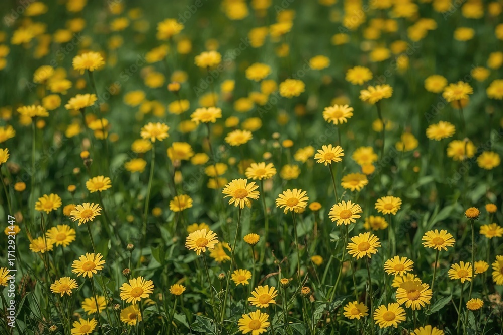 Obraz premium Field of yellow daisy blossoms as backdrop