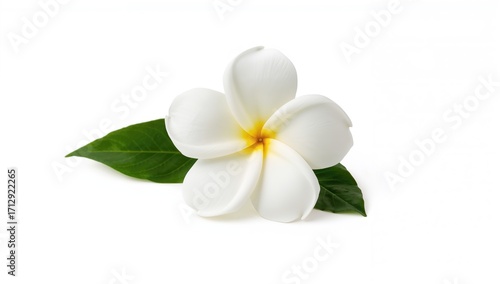 Blooming white gardenia blossom against a white backdrop