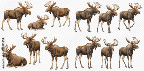 A collection of realistic bull moose illustrations in various poses such as standing, walking, and sitting, isolated on a transparent background.