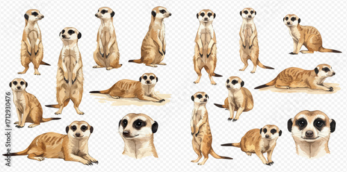 A collection of detailed meerkat illustrations in various natural poses, including standing guard, sitting, and lying down on a transparent background.