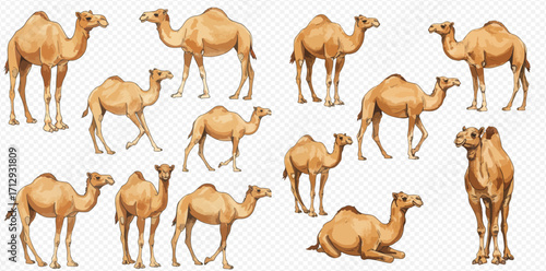 A collection of illustrated dromedary camels in various poses, including standing, walking, and sitting, isolated on a checkered background.