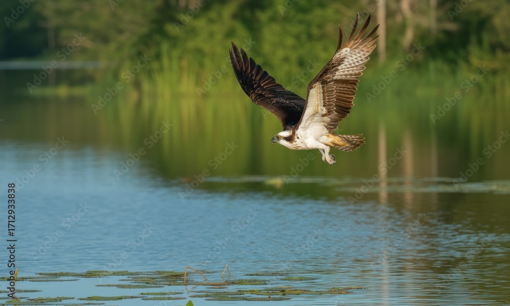 Fototapeta premium Osprey in flight over a calm lake