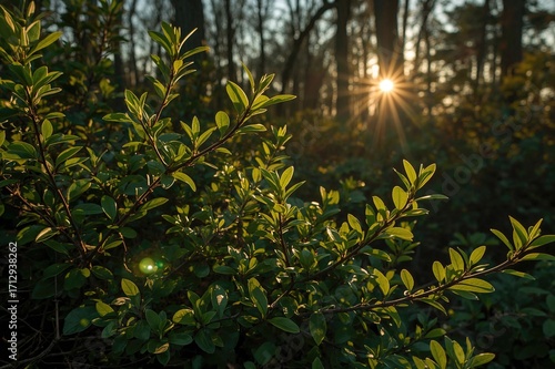 Wallpaper Mural Vibrant new foliage glowing under sunset light in a dim woodland, with blossoming shrubs softly visible behind Torontodigital.ca