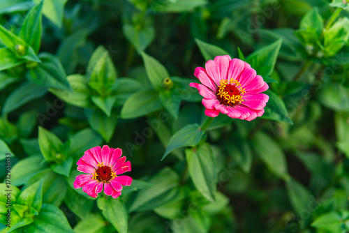 Close up of flowers of Zinnia plant from the family Asteraceae