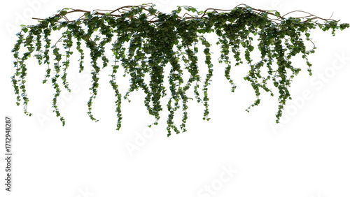 A branch of ivy hanging from a tree branch on a white background