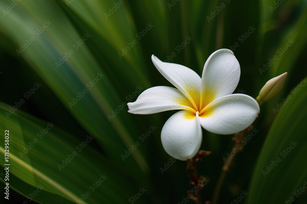 Fototapeta premium Bright Summer Frangipani Blooms with Yellow and White Petals