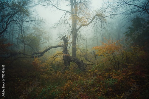 A misty woodland scene with...